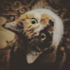 afifahkm